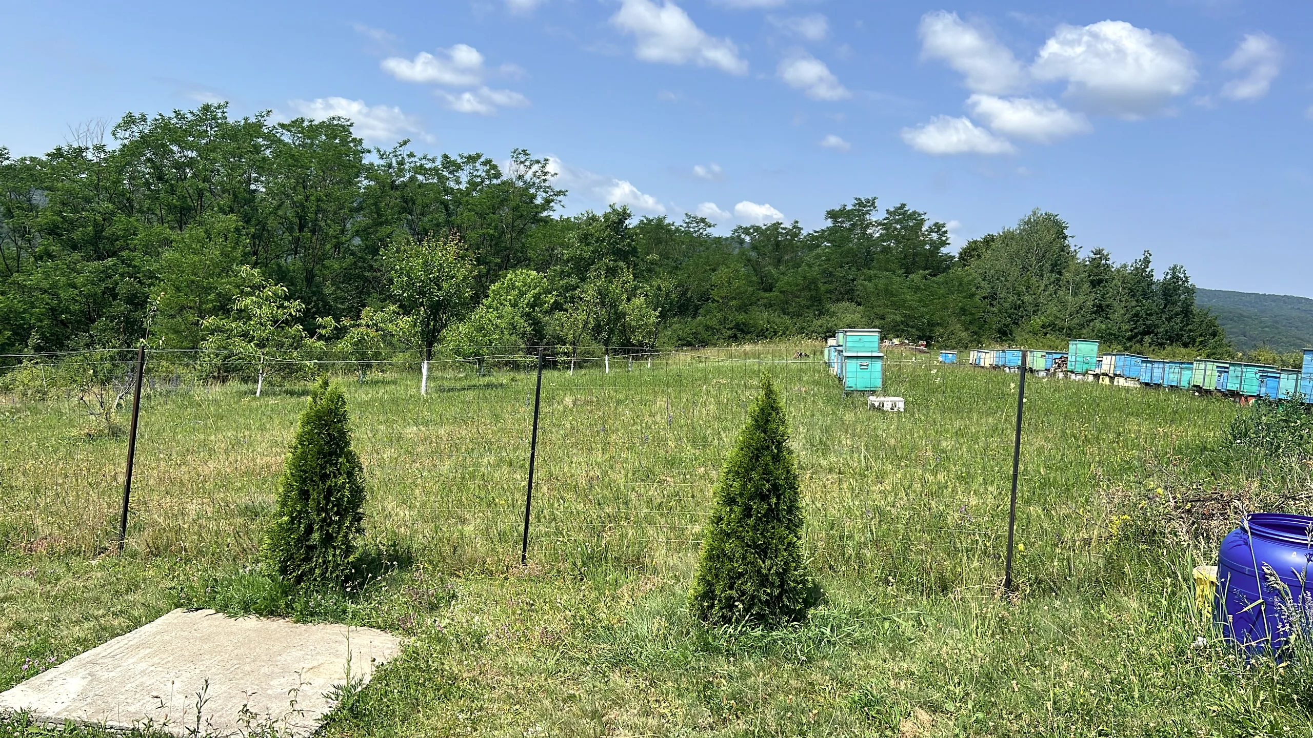 Painted beehives along the orchard fence