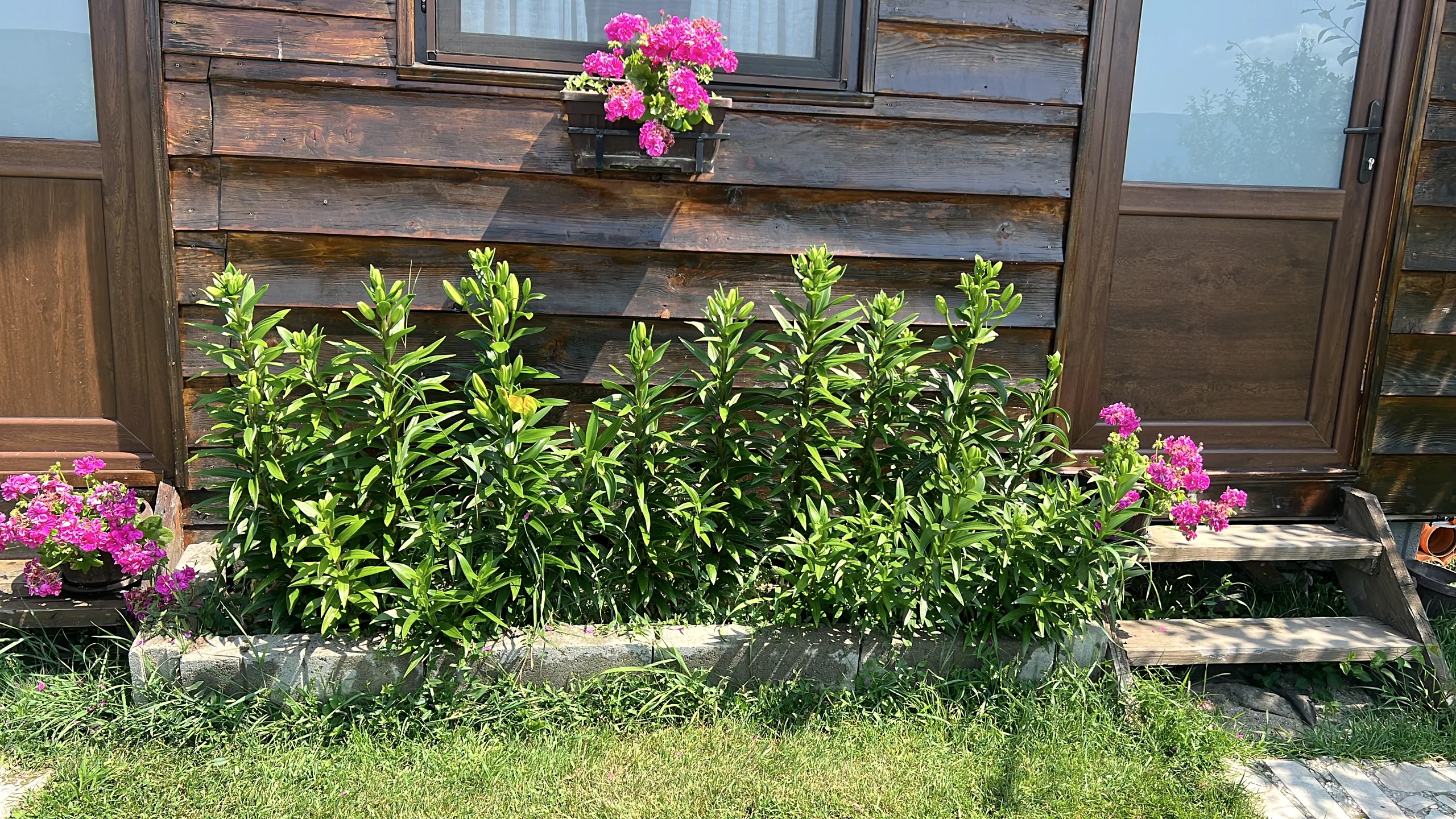 Weathered wooden planter, flowers spilling over